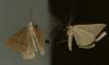 Scotopteryx sp.